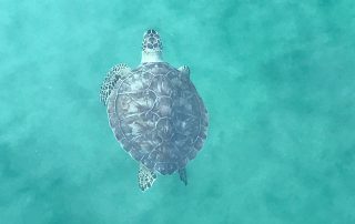 Sea Turtle Season Safety Tips
