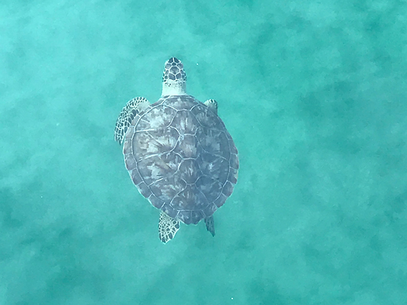 Sea Turtle Season Safety Tips