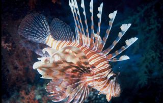 Lionfish Removal in Pensacola