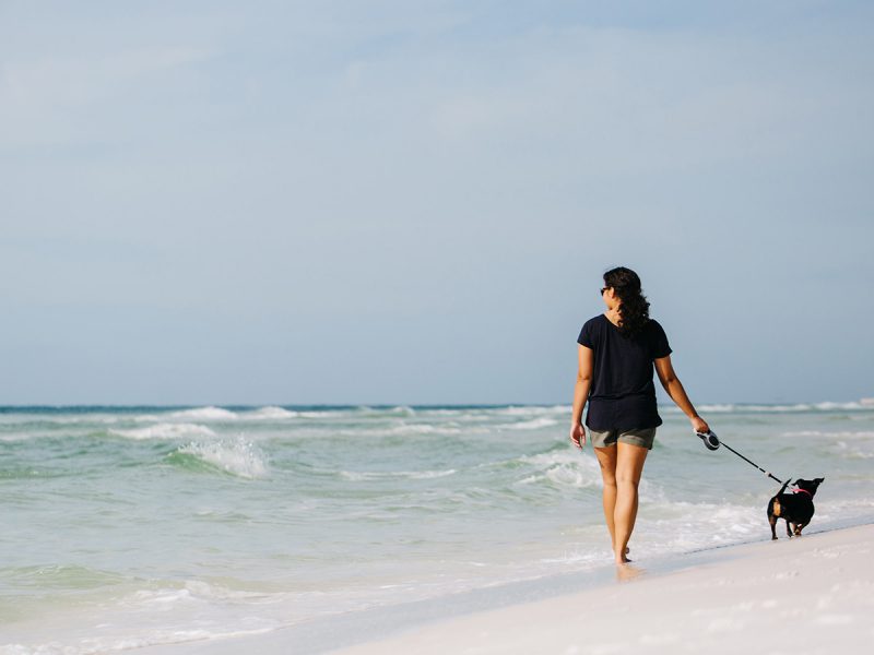 Dog Friendly Beaches Along the Gulf Coast Southern Vacation Rentals