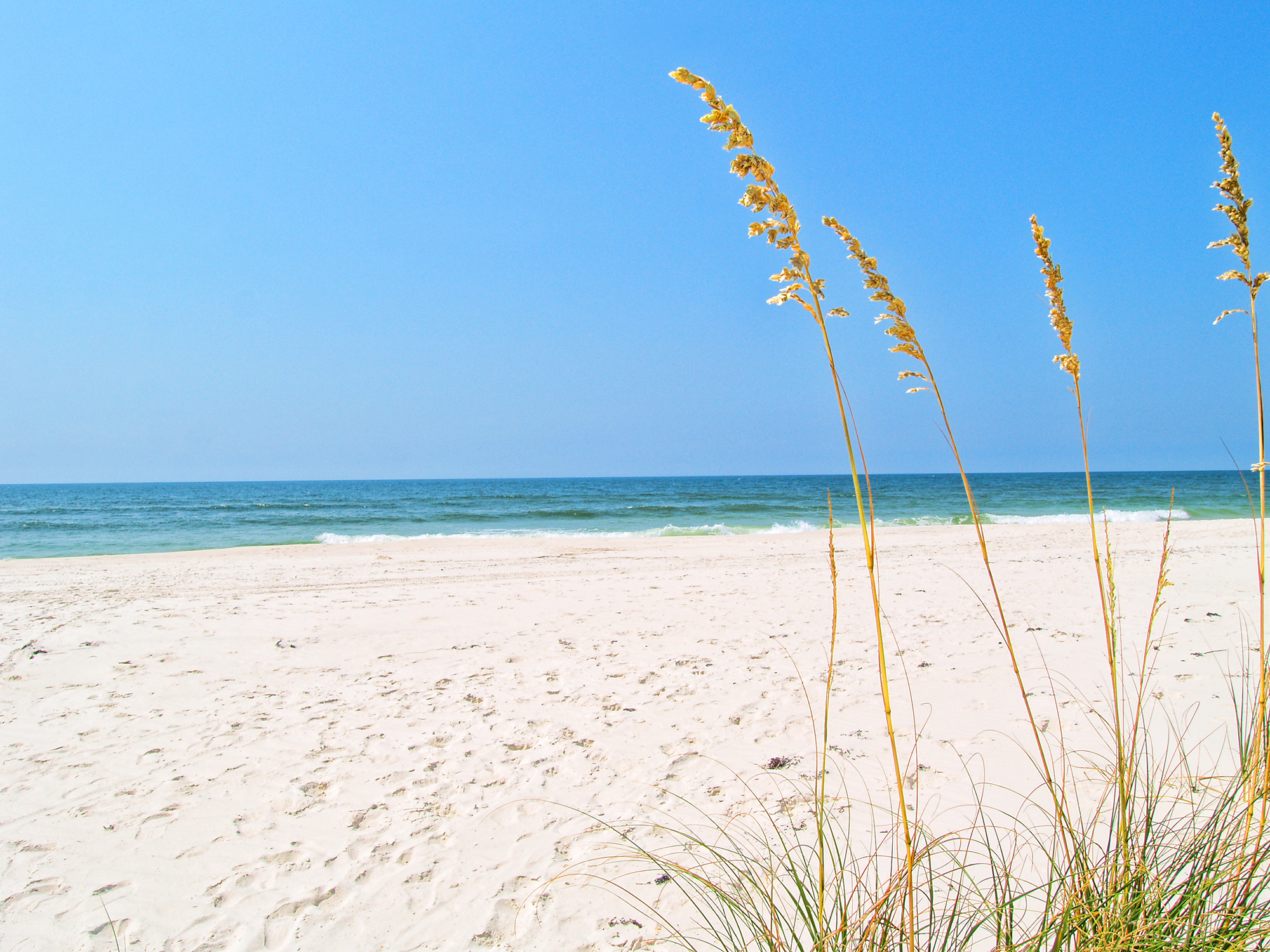 Beach with sea oats in Perdido Key State Park
