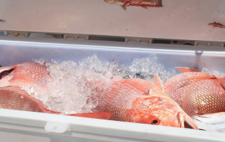 Red Snapper in a Cooler