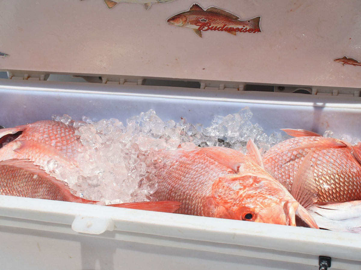 Red Snapper in a Cooler